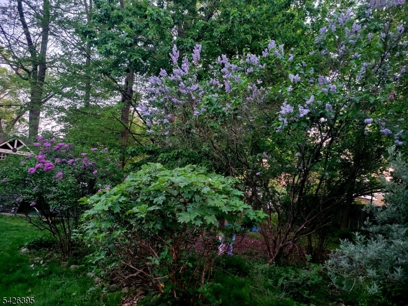 image 45